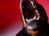 Rottweiler not Swine Flu Outbreak : London : UK